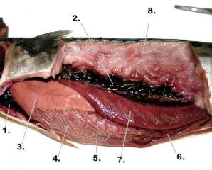 fisch_organe1a