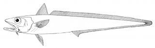 macruronus_novaezelandiae